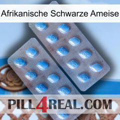 African Black Ant viagra4